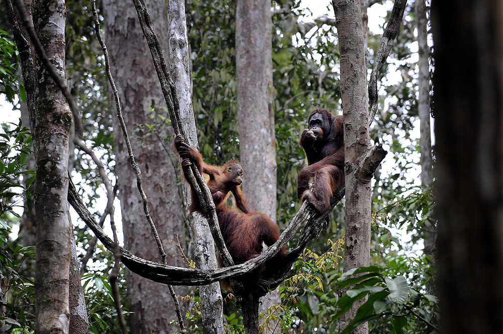 Orang utan = folket fra skogen. Orangutangfamilie. 