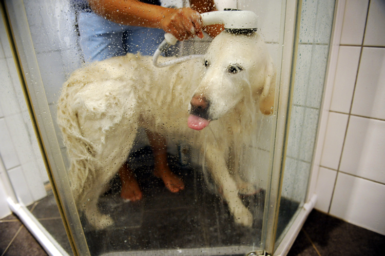 Goldie er mest skeptisk til å bli vasket i dusjen, men liker det veldig godt etterpå :)