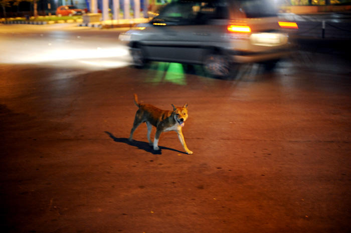 Vi så veldig mange katter ute på Borneo. Ikke så mange hunder, men i Marudi så vi noen skabbete løshunder.