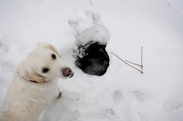 Og nå har Thea lært å passe på når hun leker i snøen. Dette hullet i bakken kommer hun ikke til å dette ned i en gang til.